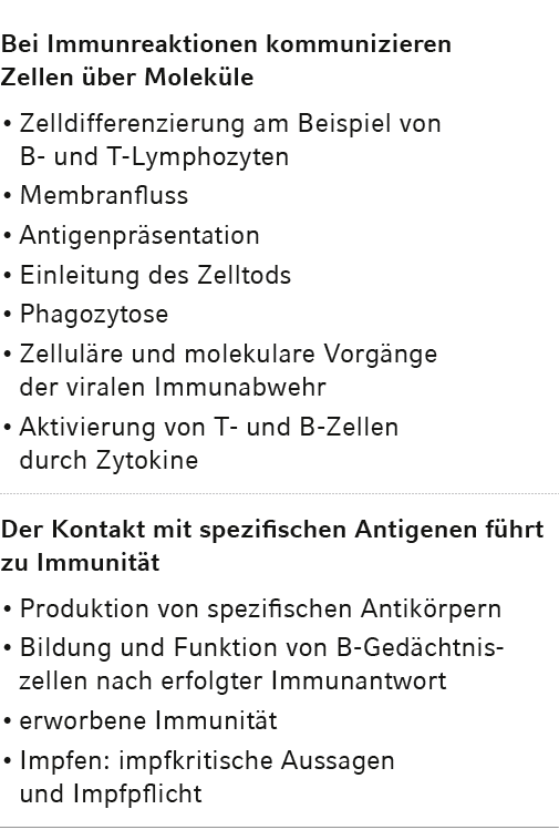 Bei Immunreaktionen kommunizieren Zellen über Moleküle Zelldifferenzierung am Beispiel von B- und T-Lymphozyten Membr   